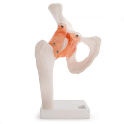 Human Hip