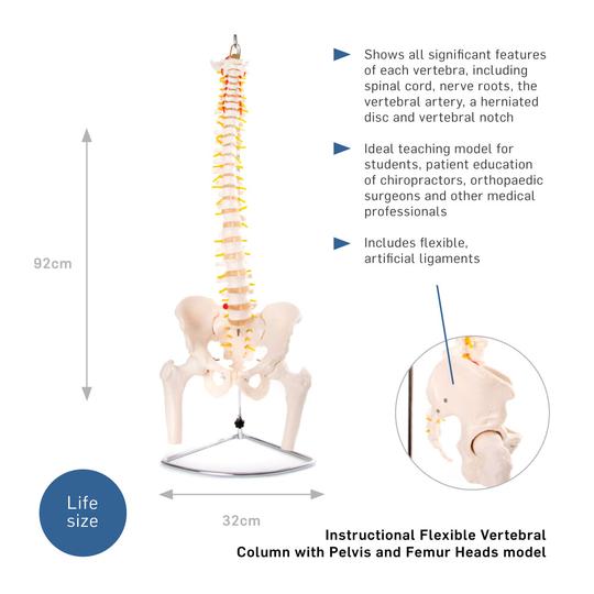 Description of Vertebral Column With Pelvis & Femur Heads