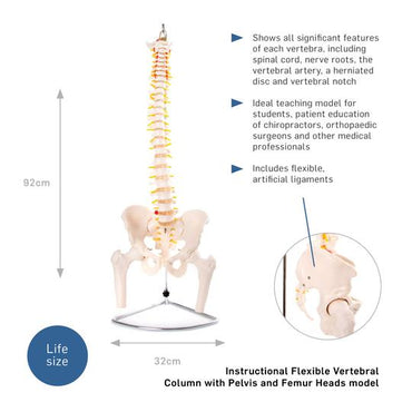 Description of Vertebral Column With Pelvis & Femur Heads