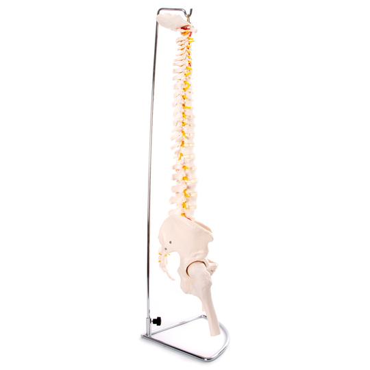 Side of Vertebral Column With Pelvis & Femur Heads
