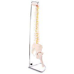 Side of Vertebral Column With Pelvis & Femur Heads