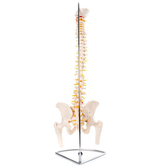 Back of Vertebral Column With Pelvis & Femur Heads