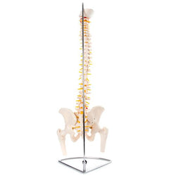 Back of Vertebral Column With Pelvis & Femur Heads