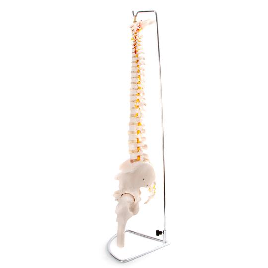 Spine with Femur