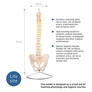 Vertebral column description