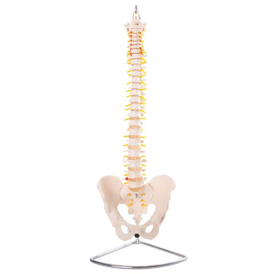 Vertebral column with pelvis front view