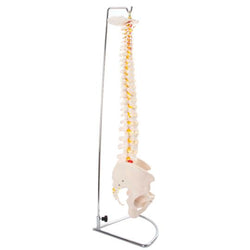 Vertebral column side view