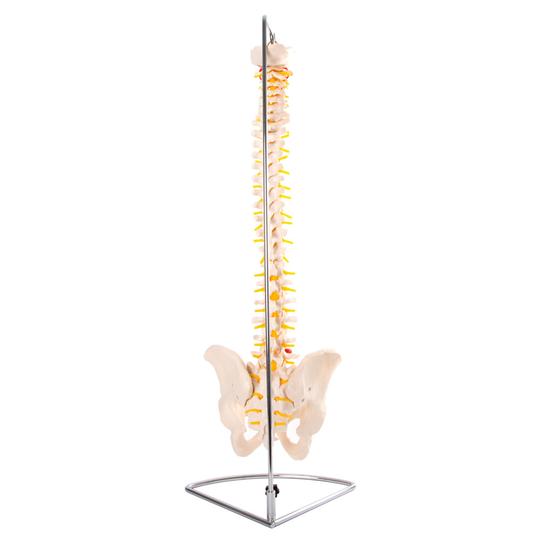 Vertebral column back view