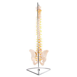 Vertebral column back view