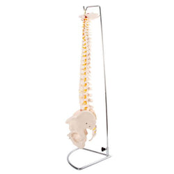 Spine