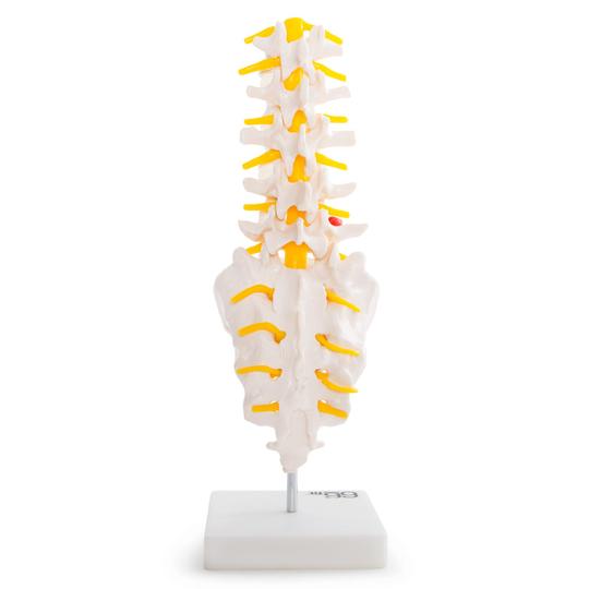 Vertebrae with Coccyx