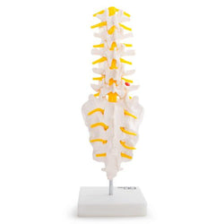 Vertebrae with Coccyx