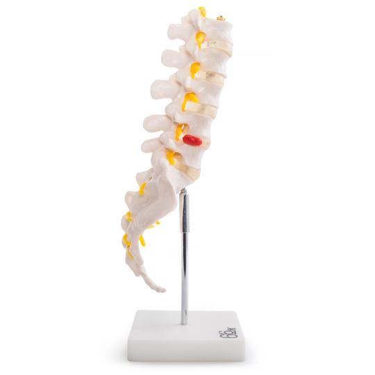 Vertebrae with Sacrum