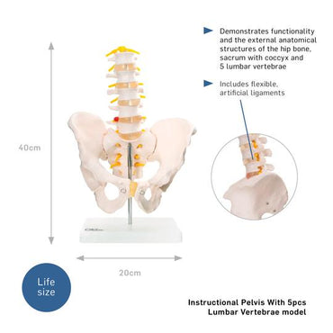 Anatomical Pelvis With 5pcs Lumbar Vertebrae