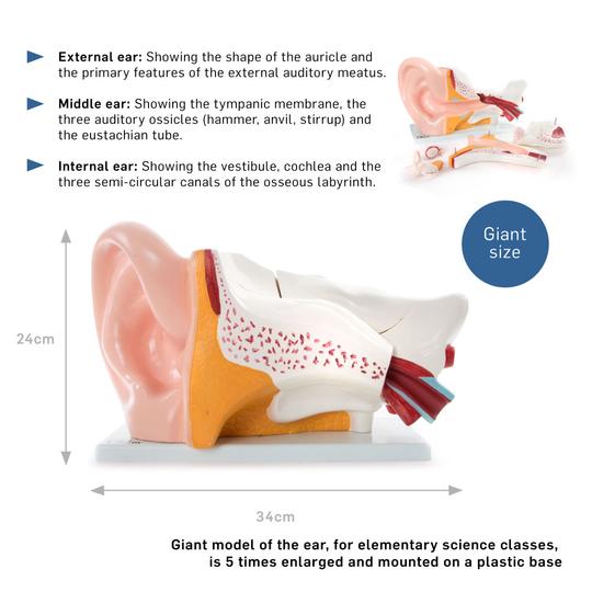 Description of Ear