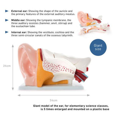 Description of Ear