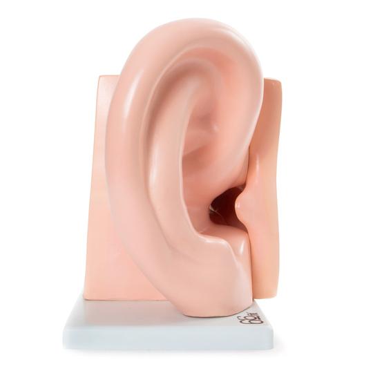Giant Human Ear Model