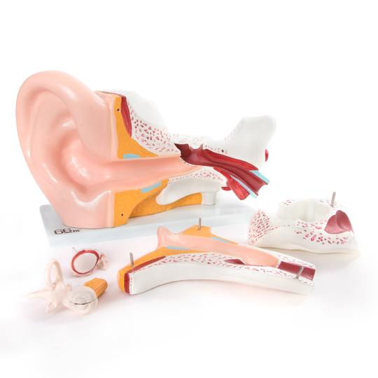 Giant Human Ear