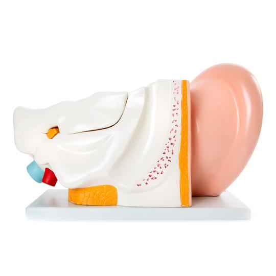 Ear Model