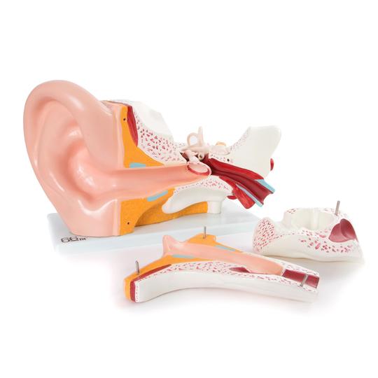 Giant Ear