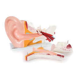 Giant Ear