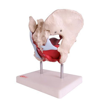 Female Pelvic Model