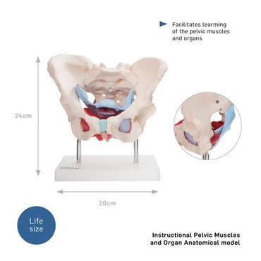 Pelvic Muscles and Organs