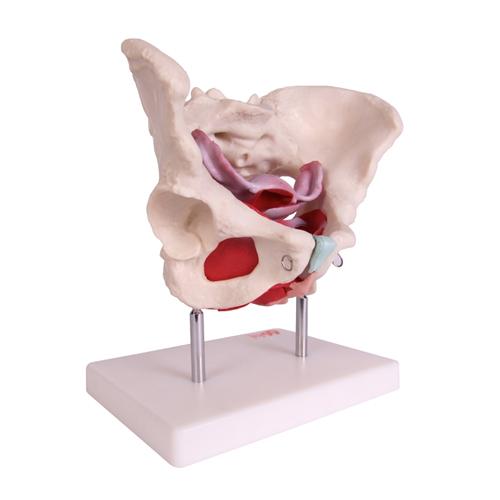 Female Pelvic Muscles and Organ Model