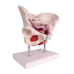 Female Pelvic Muscles and Organ Model