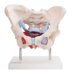 Anatomical Pelvic Model