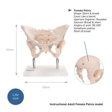Description of Pelvis Model