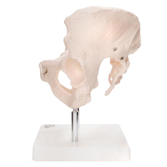 Side of Female Pelvis