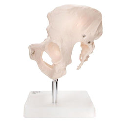 Side of Female Pelvis