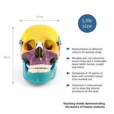 Painted Skull