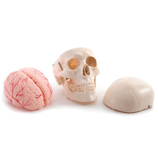 Skull with Brain Model