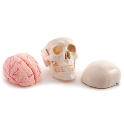 Skull with Brain Model