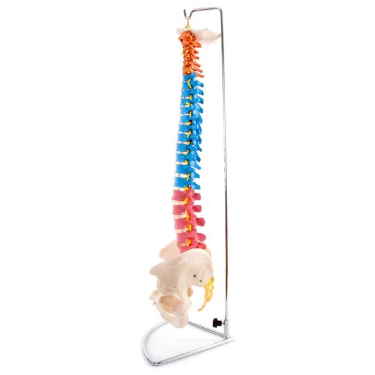 Side of colour spinal column with pelvis
