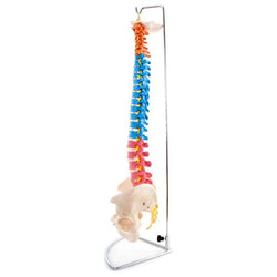 Side of colour spinal column with pelvis
