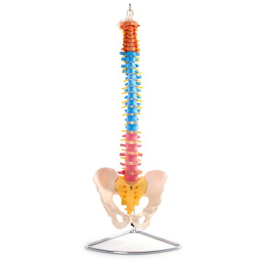 Front of Coloured Spinal Column with pelvis