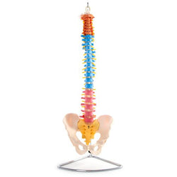 Front of Coloured Spinal Column with pelvis 