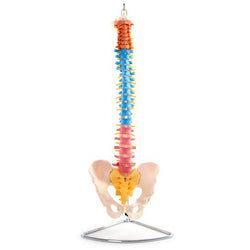Front of Coloured Spinal Column with pelvis