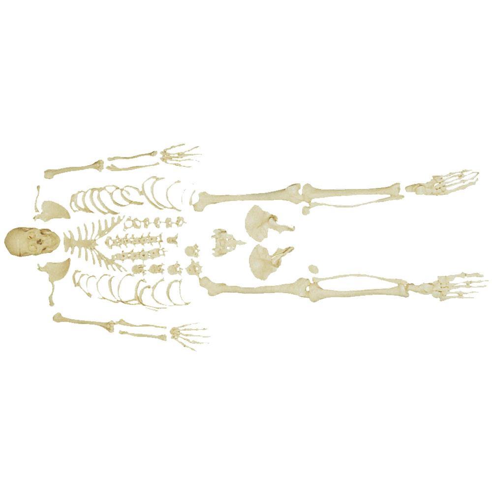 Skeleton Parts