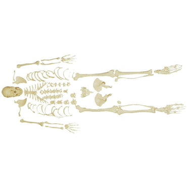 Skeleton Parts