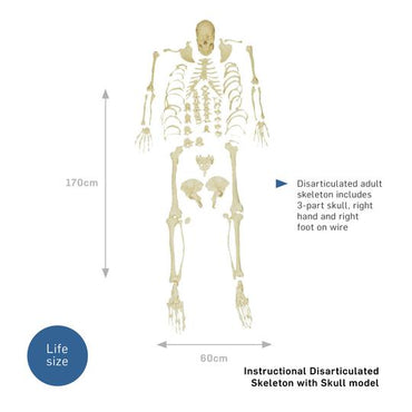 Bones of the Skeleton