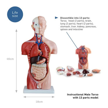 Anatomical Model