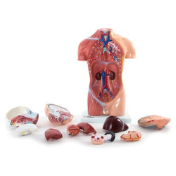 Anatomical Model Parts