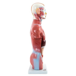 Side of Torso Model