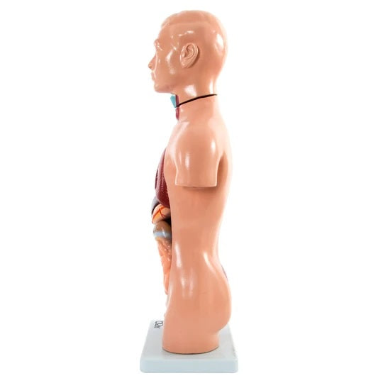 Torso Anatomical Model