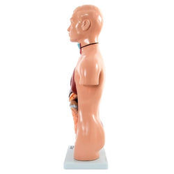 Torso Anatomical Model