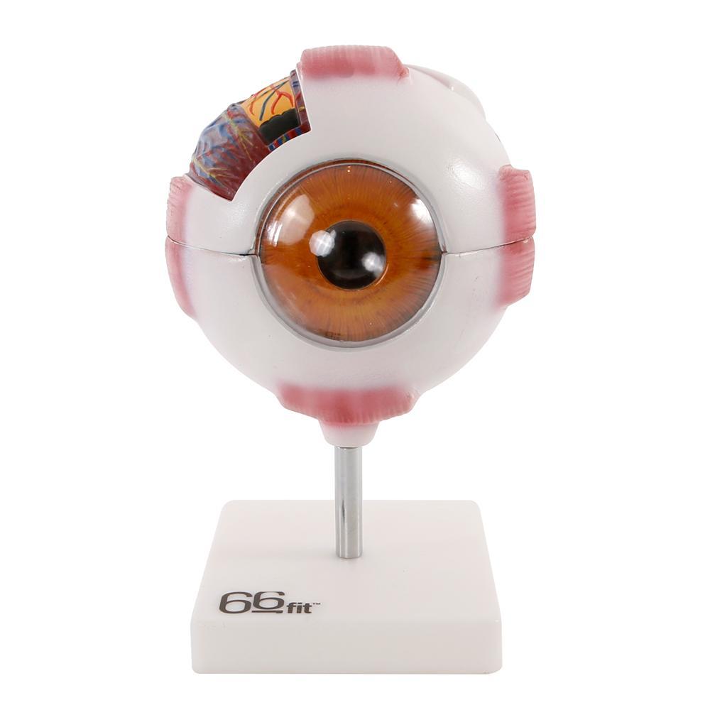 Human Eye